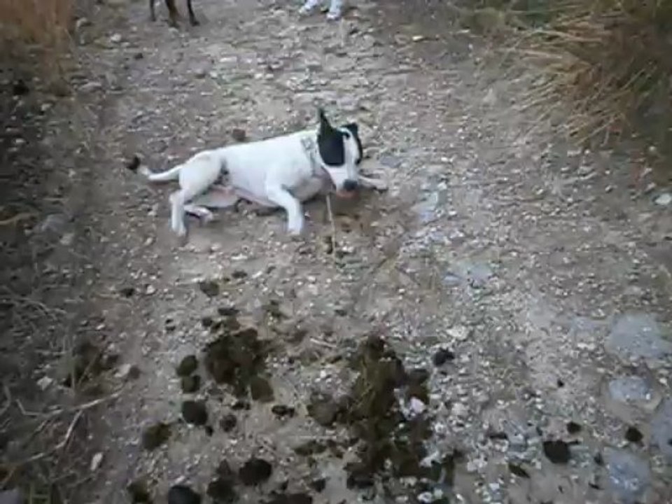 Jason se roulant dans la crotte de cheval le 21/07/2013