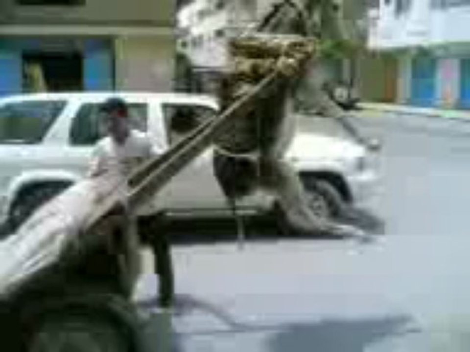 حمار معلق ههههه