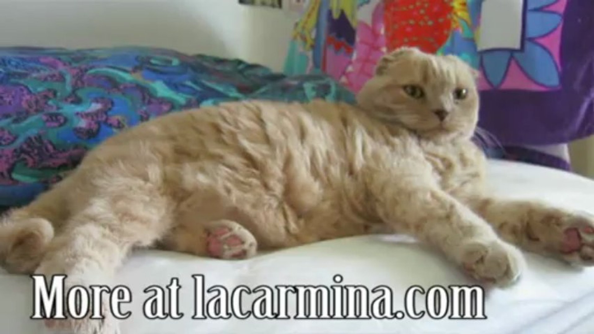 Scottish Fold Munchkin Cat Cutest Cat Ever British Shorthair