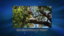 Tree Removal Tampa Call: 813- 701-3255