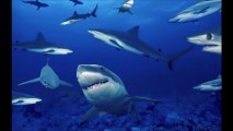 Se rompe acuario lleno de tiburones en china