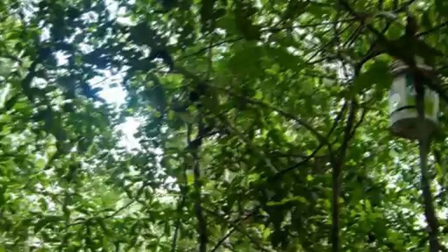 Ecovolontariat avec Projects Abroad : Réintégration de singes-araignées