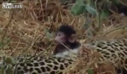 Leopard Kills Monkey and discovers Baby!!! INCREDIBLE