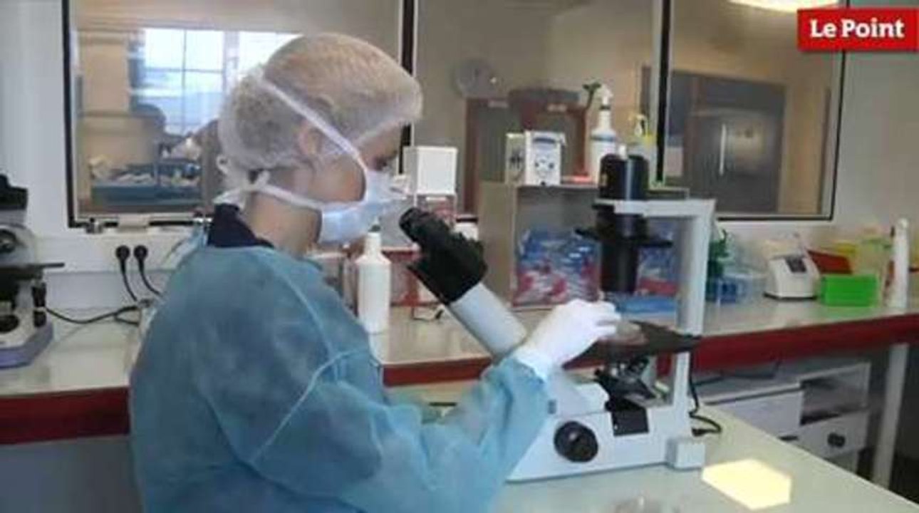 Cellules souches embryonnaires : des recherches vers le médicament