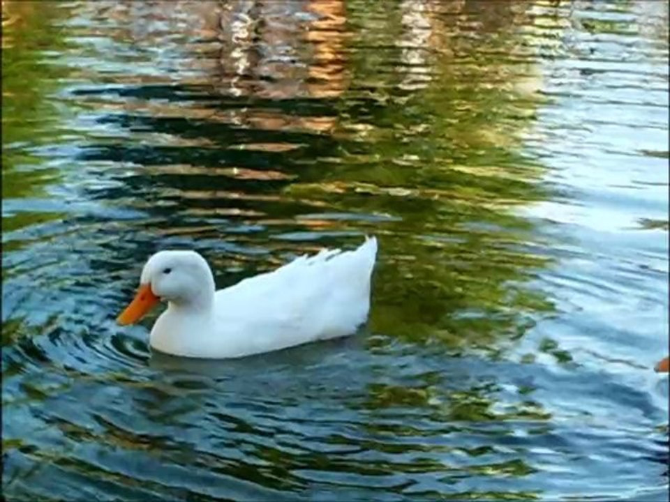 Olmaz ilâç sîne-i sâd-pâreme / Sezen Aksu