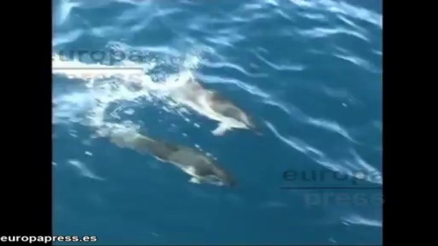 Los delfines se llaman unos a otros por su nombre