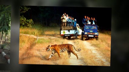 Pench National Park Safari Details