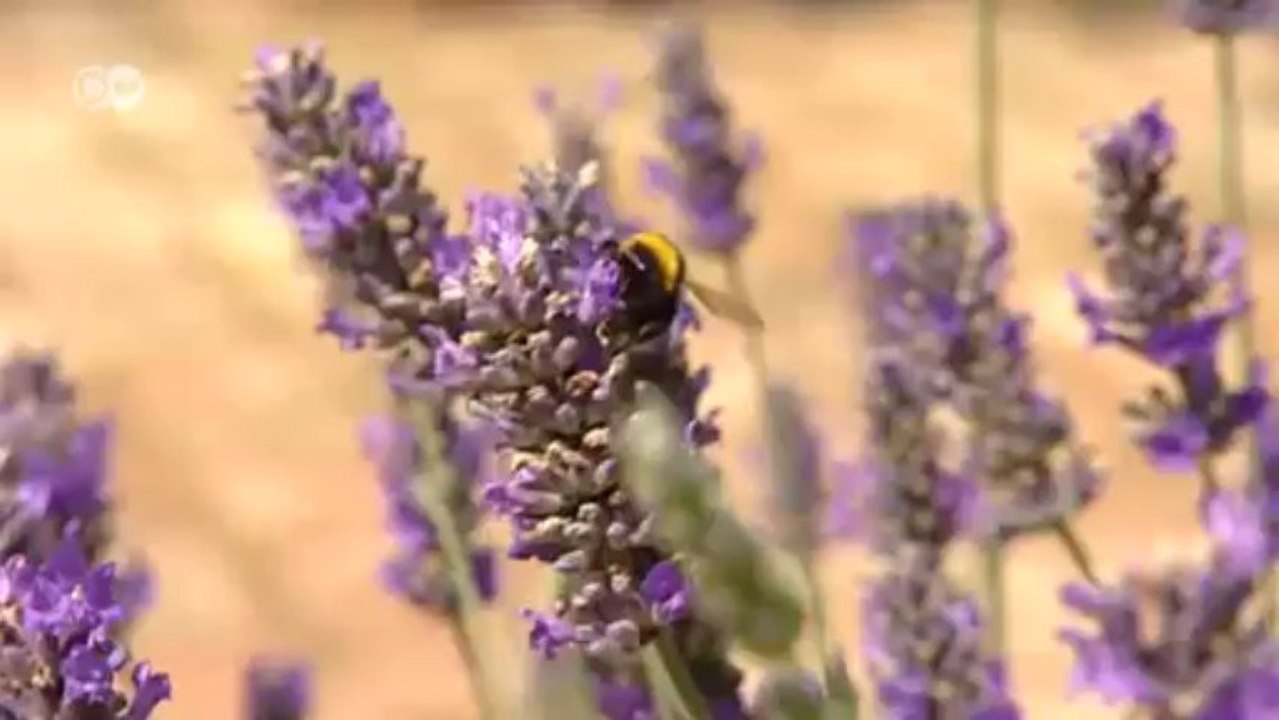 روائع يوروماكس: الحياة والمجتمع في أوروبا | يوروماكس