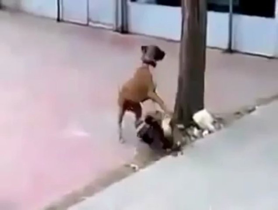 Pitbull ile Horoz Kapışması