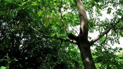 C'est l'été, les cigales chantent