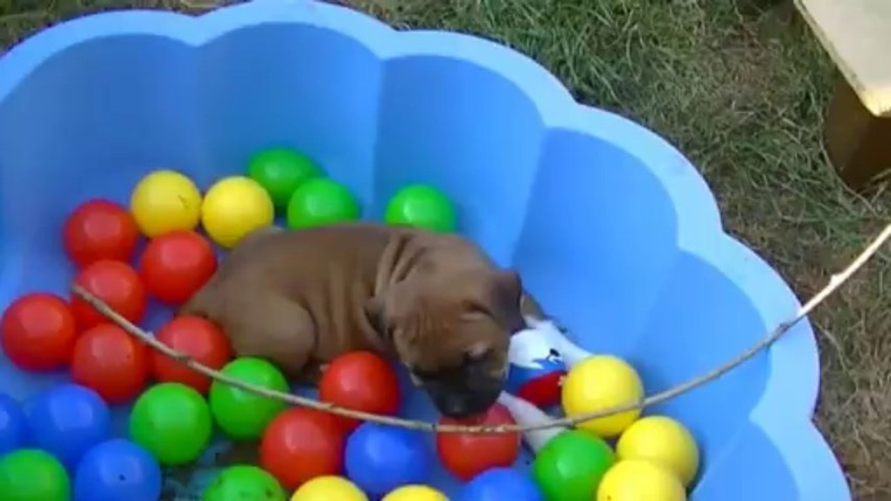 42. Chiot staffordshire bull terrier vidéo 42 de la 11ème portée de STAFFORDLAND