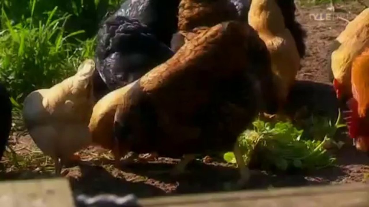 Fork to Fork ~ Herbs