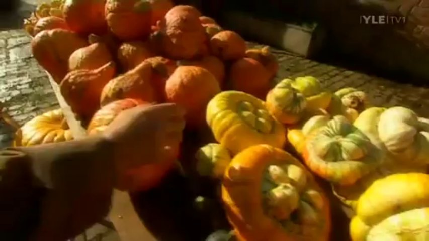 Fork to Fork ~ Squashes