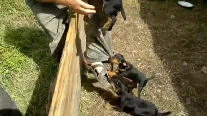 Chiens : il viennent de naitre et sont déjà des machines à tuer !