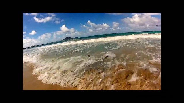 Hammerhead shark washes up on Hawaii beach