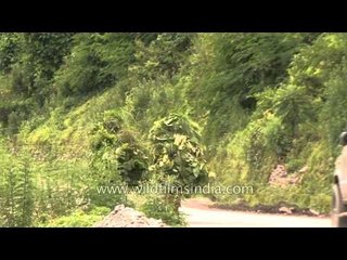 Greenview from Rudra Prayag : Post Uttarakhand Flood