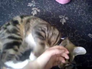 Ares-Apollo play fighting with me (Part 1)