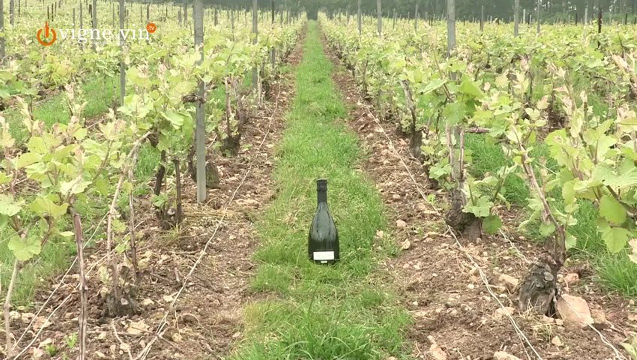 Rencontre avec Cédric Moussé du Champagne Moussé Fils