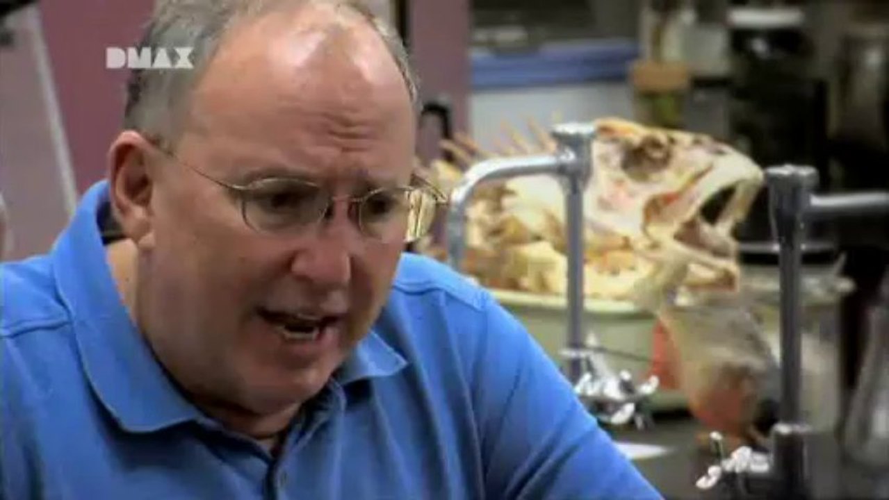 Fluss Monster Der Schlangenkopf-Channa