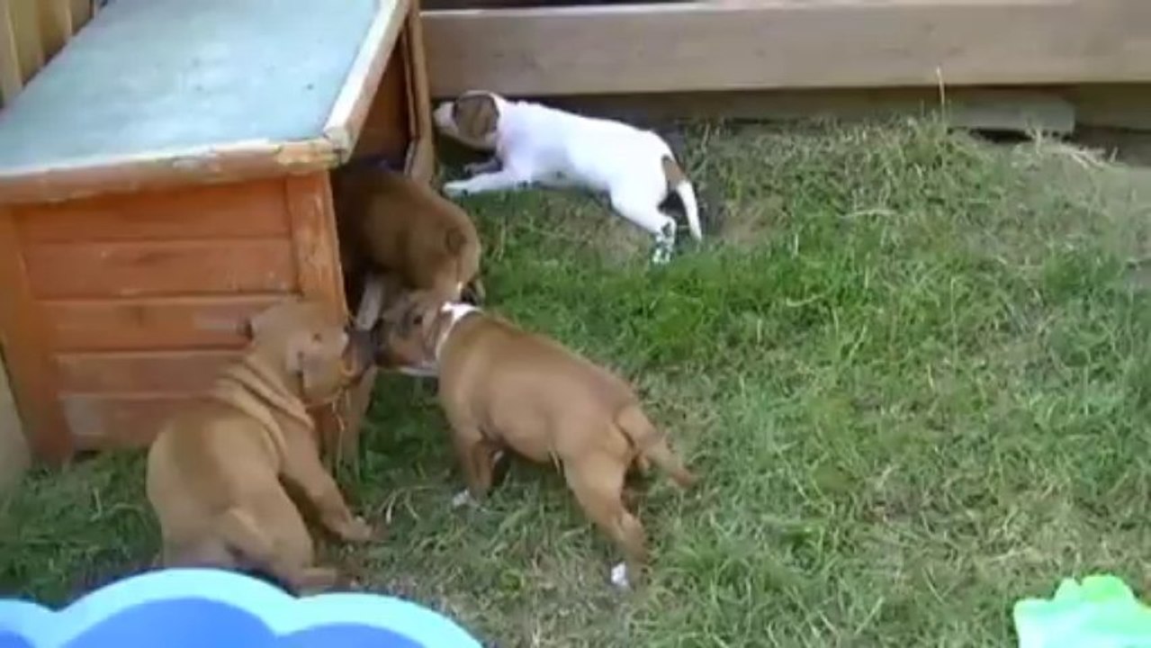 44. Chiot Staffordshire bull terrier vidéo INDYE de STAFFORDLAND