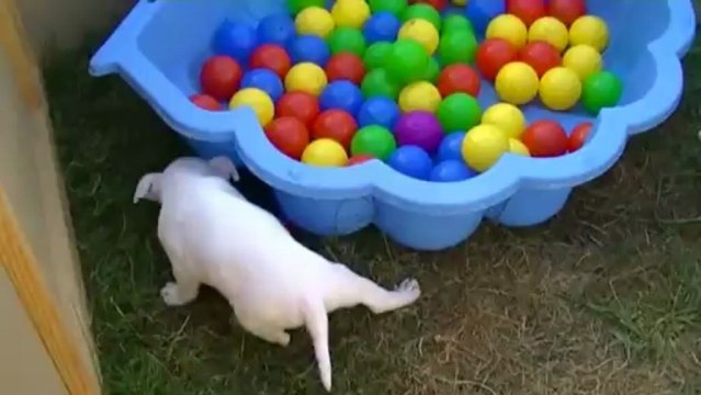 45. Chiot Staffordshire bull terrier vidéo IOSHI de STAFFORDLAND