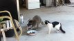 Un raton laveur vole la nourriture de deux chats