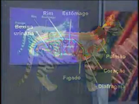 BIOLOGIA - AULA 31 CORDADOS ANFÍBIOS, RÉPTEIS, AVES E MAMÍFEROS Parte 3 - YouTube