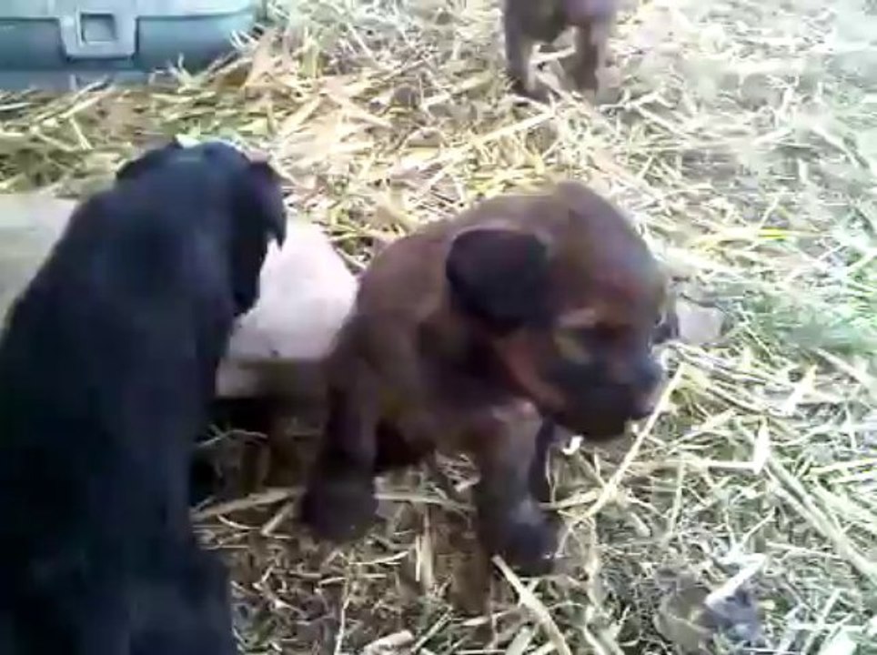 les petits dameoui 1