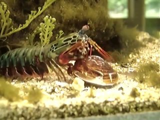 Une crevette géante s'offre une palourde comme repas