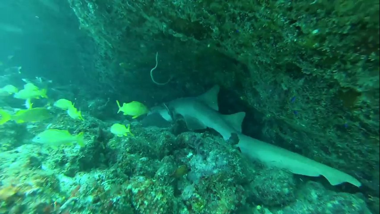 Plongée Guadeloupe - Rencontres