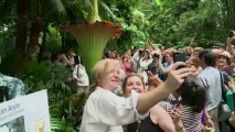 Flor gigante que huele a podrido