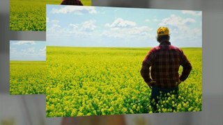 Expeller-pressed Canola oil at Carbon Cycle Crush - Call Us: 1(509) 242-3036