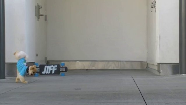 jiff funny cute dog amazing tricks video