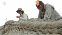 Mexico dinosaur dig reveals bones bonanza