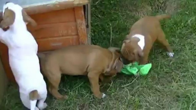 46. Chiot Staffordshire bull terrier vidéo IRON de STAFFORDLAND