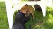 22. Chiot staffordshire bull terrier vidéo 22 de la 12ème portée de STAFFORDLAND