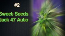 Autoflowering Seeds Top 5 Strongest Autoflower Strains  | Autoflowering Seeds Bank