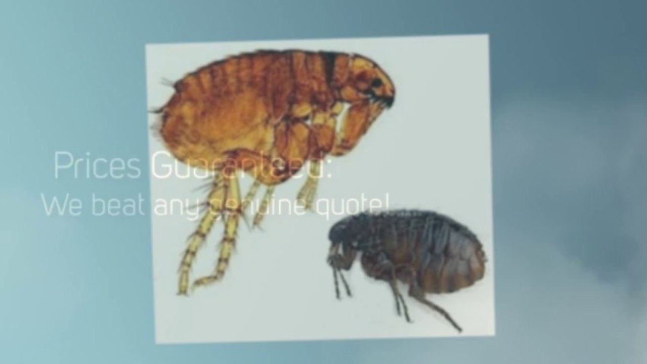 Pest Control Buckingham