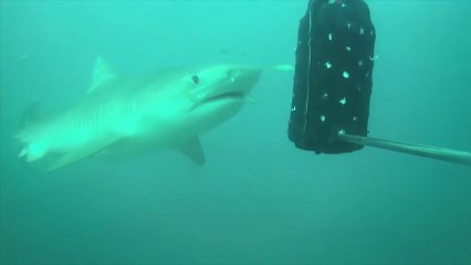 DRAMATIC FOOTAGE Scientifically developed shark deterrent wetsuit tested on wild sharks