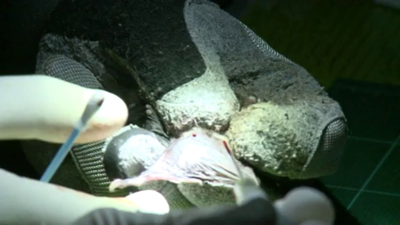 Morbihan. Chauve-souris : championnes de la longévité