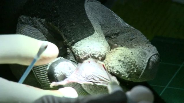 Morbihan. Chauve-souris : championnes de la longévité