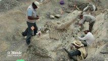 Découverte d'une queue de dinosaure de cinq mètres de longueur au Mexique