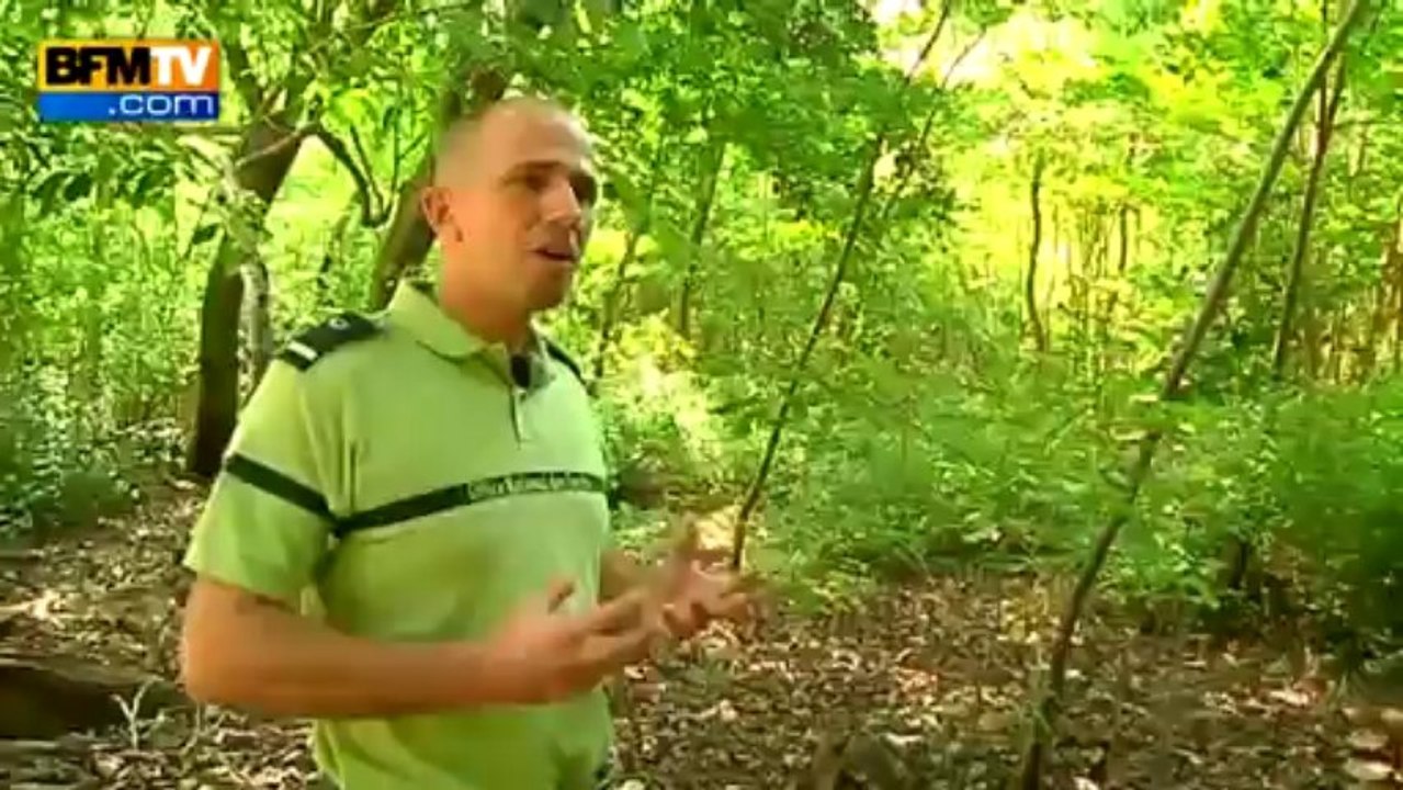 Les plus belles plages de France: Salines en Martinique - 23/07