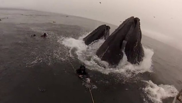 Deux baleines manquent d’avaler des plongeurs