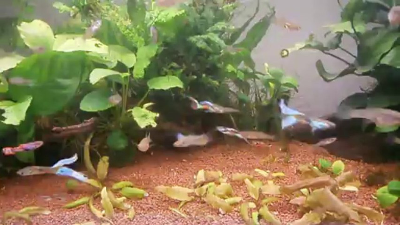 GUPPY