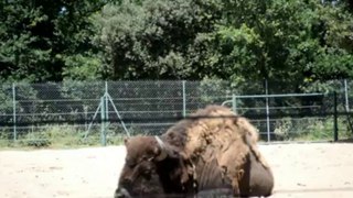 Bison qui danse