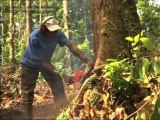 Une maison adaptée à son environnement - Le bois, un matériau écologique