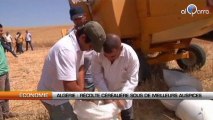 Algérie : Récolte céréalière sous de meilleurs auspices