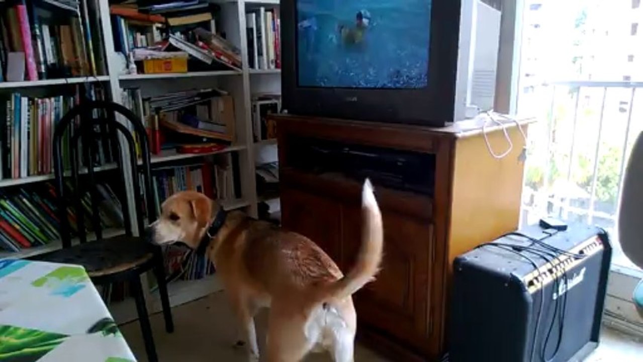 youki regarde une vidéo à la tele