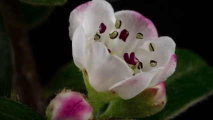 Impressive Flowers Timelapse HD Video
